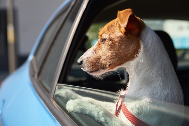 Szczęśliwy Pies Jack Russell Terrier Patrząc Przez Okno Samochodu