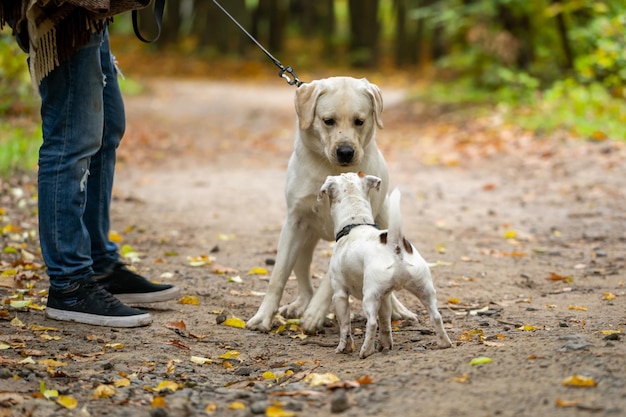 Szczęśliwy pies labrador retriever spotkał małego szczeniaka spacerującego w parku miejskim. Przycięte zdjęcie.