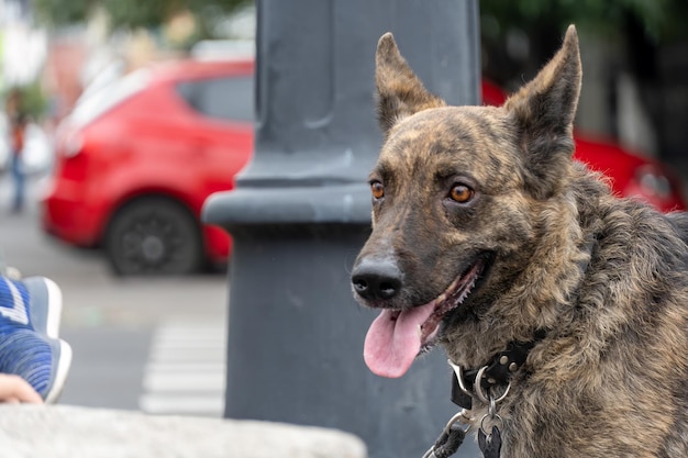 Szczęśliwy pies na ulicy obserwujący przechodzących ludzi
