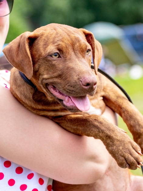 Szczęśliwy Pies Rasy American Pit Bull Terrier W Ramionach Swojej Kochanki