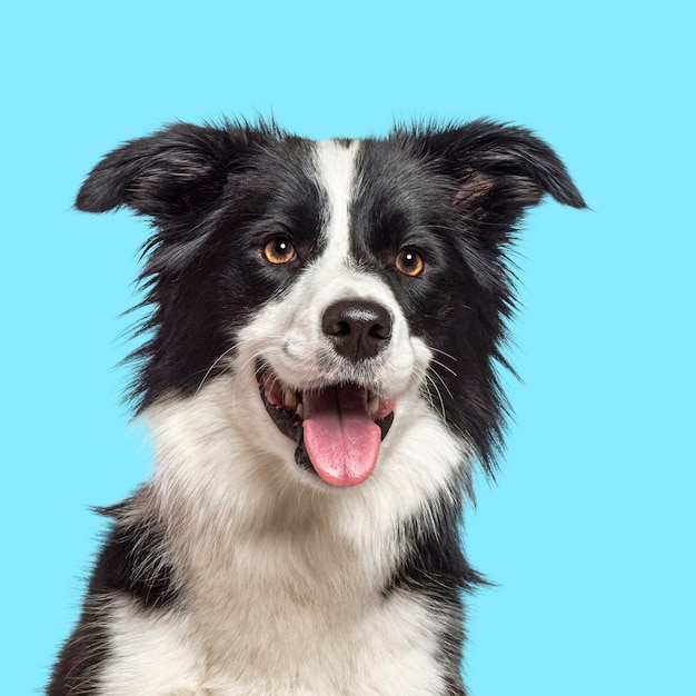 Szczęśliwy pies rasy Border Collie dyszący na niebieskim tle