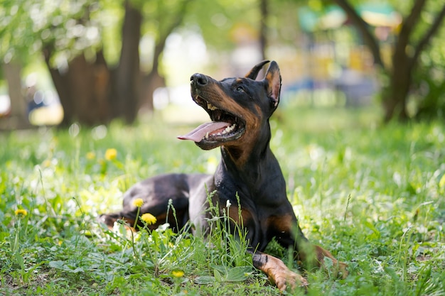 Szczęśliwy pies rasy Doberman Pinscher leży w zielonej trawie