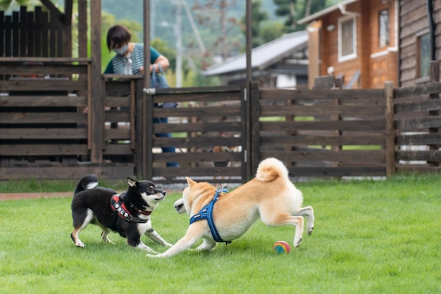 Szczęśliwy pies shiba inu na żółtym i czarnym lapońskim pasterzu Lapinporokoira lub pies reniferów lapońskich