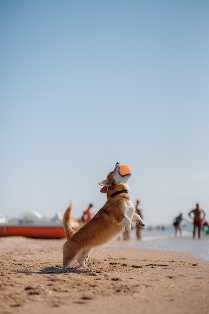 Szczęśliwy pies welsh corgi pembroke na plaży