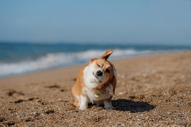 Szczęśliwy pies Welsh Corgi Pembroke na plaży