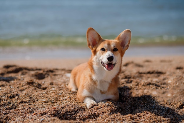 Szczęśliwy pies Welsh Corgi Pembroke na plaży