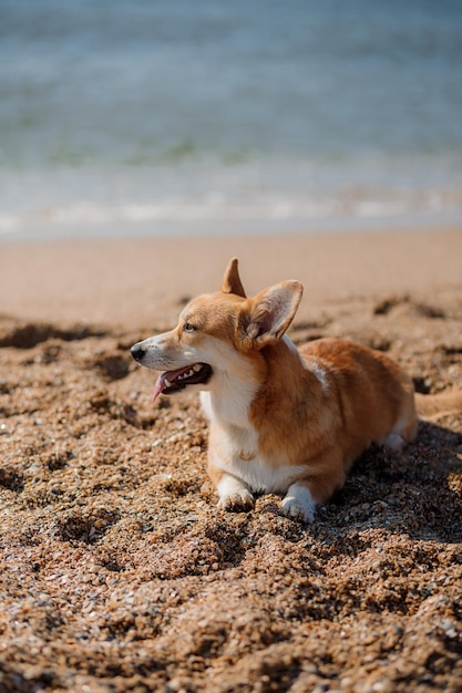 Szczęśliwy pies welsh corgi pembroke na plaży