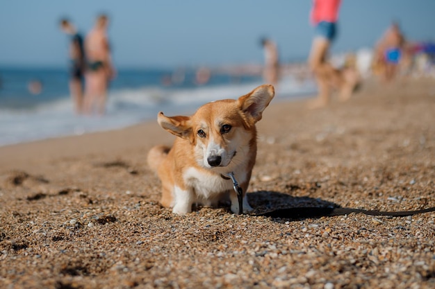 Szczęśliwy pies welsh corgi pembroke na plaży