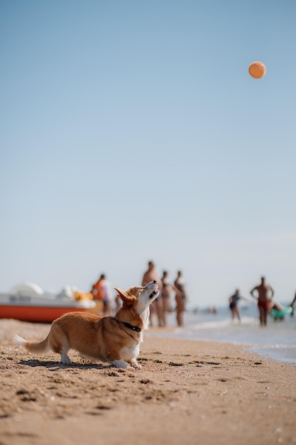 Szczęśliwy Pies Welsh Corgi Pembroke Na Plaży