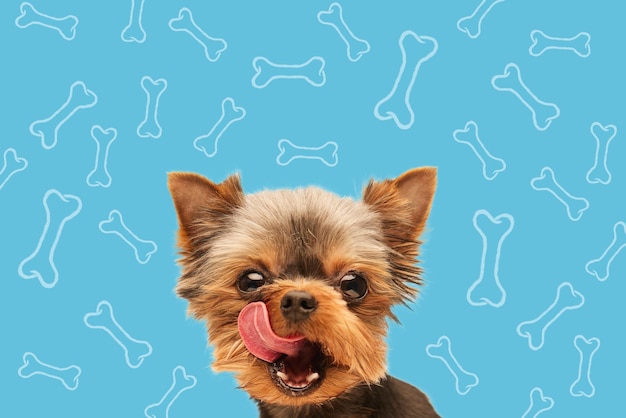 szczęśliwy pies yorkshire terrier na niebieskim tle z banerem z jedzeniem dla psów do pielęgnacji kości