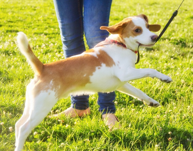 Szczęśliwy śliczny szczeniak beagle skoki obok swojego właściciela