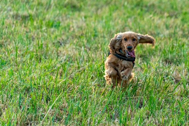 Szczęśliwy szczeniak cocker spaniel w zielonej trawie