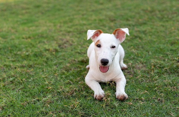 Szczęśliwy szczeniak Jack russel siedzący na zielonej trawie Jack russel to terier mini dog race pet