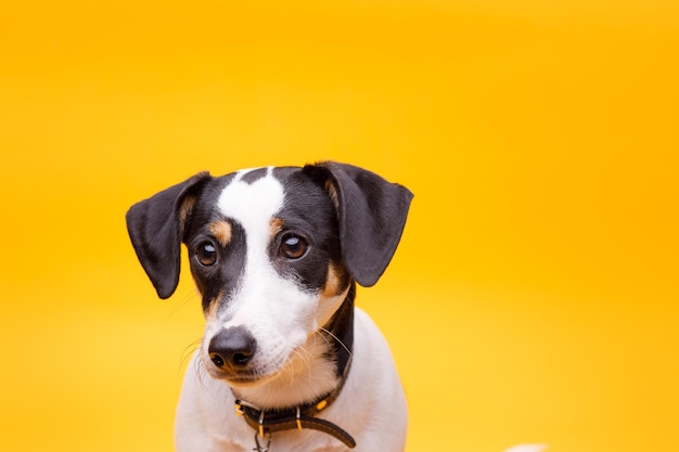 Szczęśliwy szczeniak Jack Russell Terrier na żółtym tle