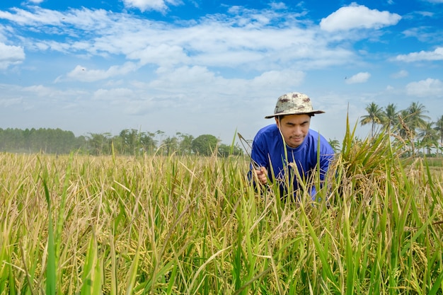 Szczęśliwy Tajlandzki mężczyzna rolnik zbiera ryż w wsi Tajlandia