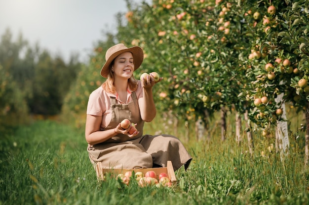 Szczęśliwy uśmiechający się żeński rolnik pracownik upraw zbierający świeże dojrzałe jabłka w ogrodzie sadowym podczas jesiennych zbiorów Czas zbiorów