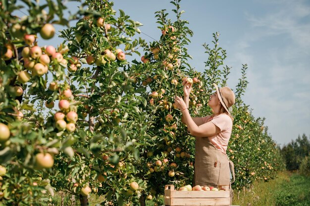 Szczęśliwy uśmiechający się żeński rolnik pracownik upraw zbierający świeże dojrzałe jabłka w ogrodzie sadowym podczas jesiennych zbiorów Czas zbiorów