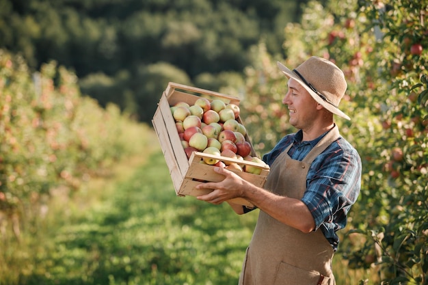Szczęśliwy uśmiechnięty mężczyzna rolnik pracownik upraw zbierający świeże dojrzałe jabłka w ogrodzie sadowym podczas jesiennych zbiorów Czas zbiorów