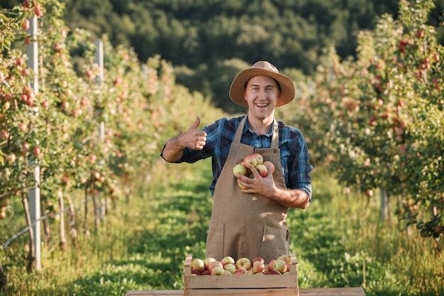 Szczęśliwy uśmiechnięty mężczyzna rolnik pracownik upraw zbierający świeże dojrzałe jabłka w ogrodzie sadowym podczas jesiennych zbiorów Czas zbiorów