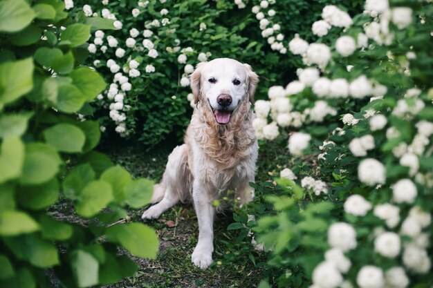 Szczęśliwy uśmiechnięty szczeniak golden retriever w pobliżu białych kwiatów