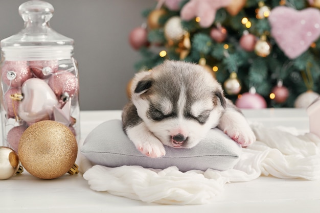 Szczęśliwych bożych narodzeń pies, Husky nowonarodzony szczeniak. Boże Narodzenie i Nowy Rok Szczeniak husky syberyjski. Szablon dla chińskiego horoskopu i kalendarza.