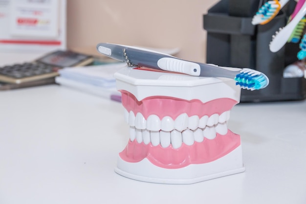 Szczoteczka do zębów Czyste zęby proteza dentystyczna cięcie modelu zęba zęba i instrumenty dentystyczne w gabinecie dentystycznym Koncepcja zdrowej opieki