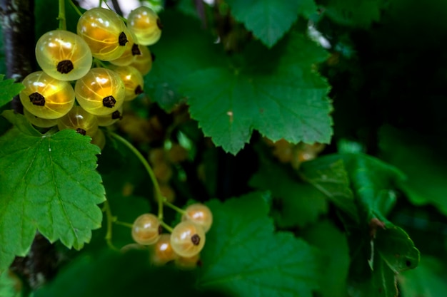 Szczoteczka z jagodami białej porzeczki i zielonymi liśćmi Biała porzeczka Ribes rubrum Biała winogrona Zbliżony makro Zdjęcie wysokiej jakości