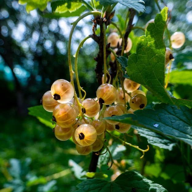 Szczoteczka z jagodami białej porzeczki i zielonymi liśćmi Biała porzeczka Ribes rubrum Biała winogrona Zbliżony makro Zdjęcie wysokiej jakości