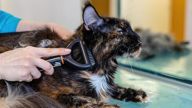 Szczotkowanie i strzyżenie kotów rasy Maine Coon przez profesjonalnego groomera