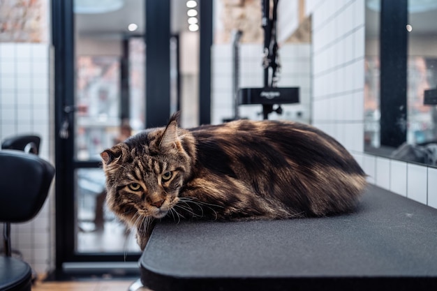 Szczotkowanie kota w salonie pielęgnacyjnym wysokiej jakości zdjęcie