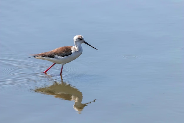 Szczudłak czarnoskrzydlaty w wodzie (Himantopus himantopus) Stilt dla ptaków brodzących