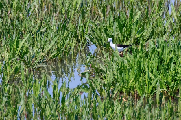 Szczudłak czarnoskrzydlaty w wodzie (Himantopus himantopus) Stilt dla ptaków brodzących