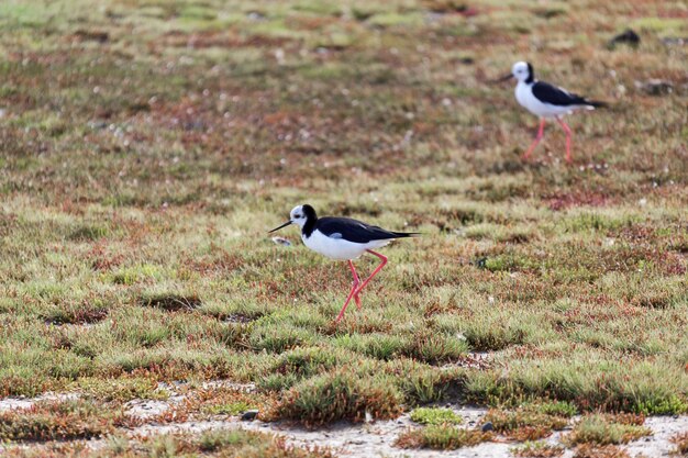 Szczudłak Czarnoskrzydły (himantopus Himantopus)