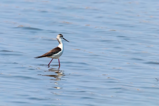 Szczudłak czarnoskrzydły w płytkiej wodzie (Himantopus himantopus)