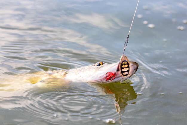 Szczupak Esox Lucius Z Przynętą W Ustach W Wodzie.