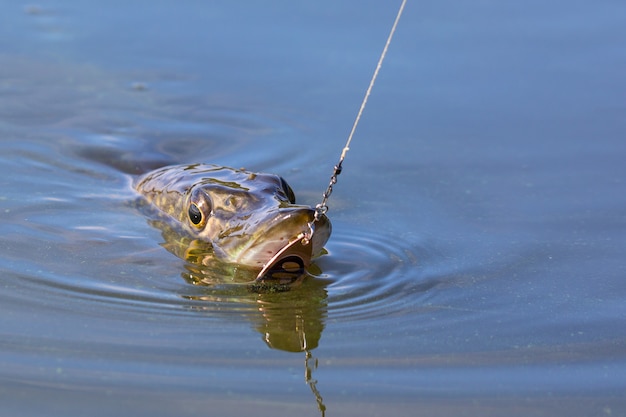 Zdjęcie szczupak esox lucius z przynętą w ustach w wodzie.