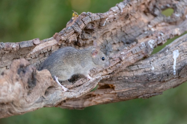 Szczur Domowy (rattus Rattus) Malaga, Hiszpania