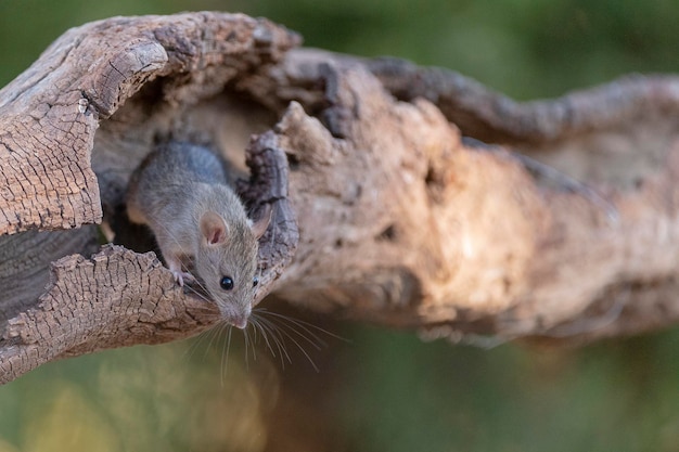 szczur domowy (Rattus rattus) Malaga, Hiszpania