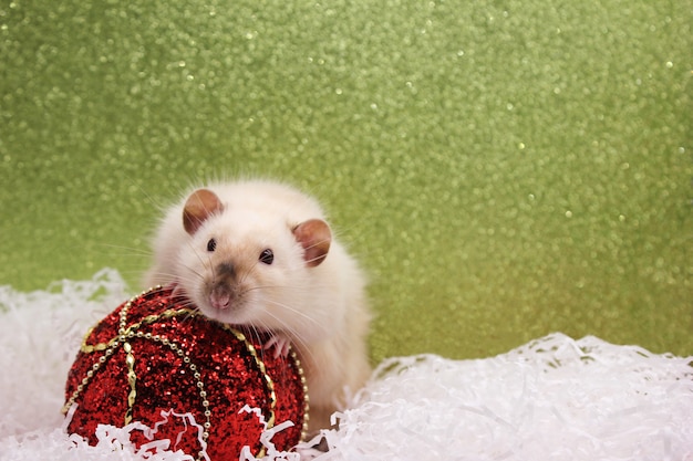 Szczur i świąteczna zabawka. Szczęśliwego Nowego Roku. rok szczura 2020