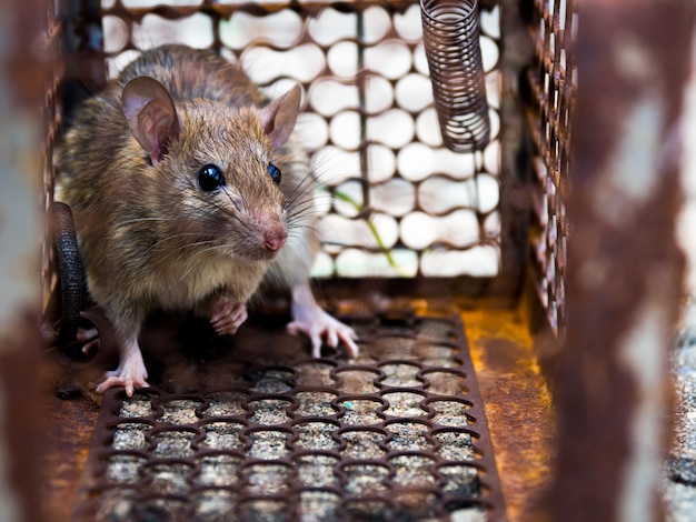 Szczur łapał klatkę. Szczur zaraził ludzi chorobą, taką jak Leptospirosis, Plague.