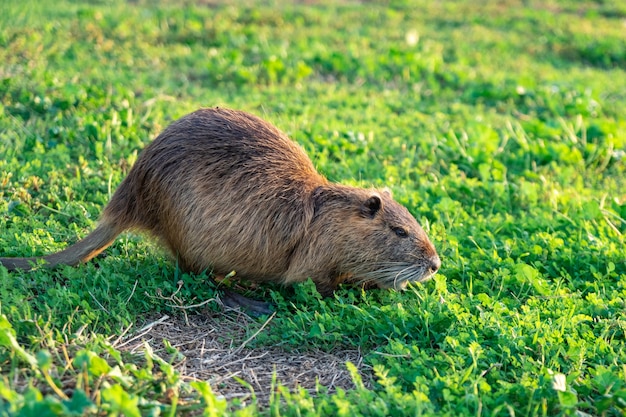 Szczur wodny Coypu w zielonej trawie.