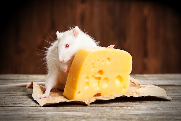 Szczur zwierzę z dużym kawałkiem sera
