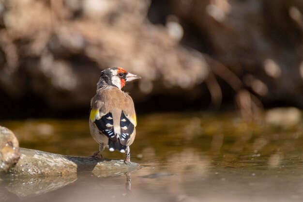 Szczygieł (Carduelis carduelis) Malaga, Hiszpania