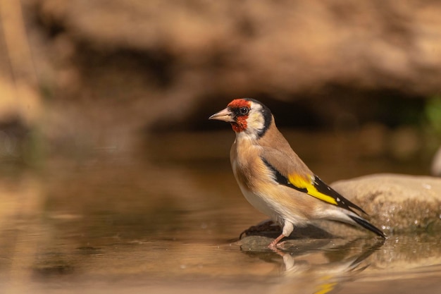 Szczygieł (Carduelis carduelis) Malaga, Hiszpania