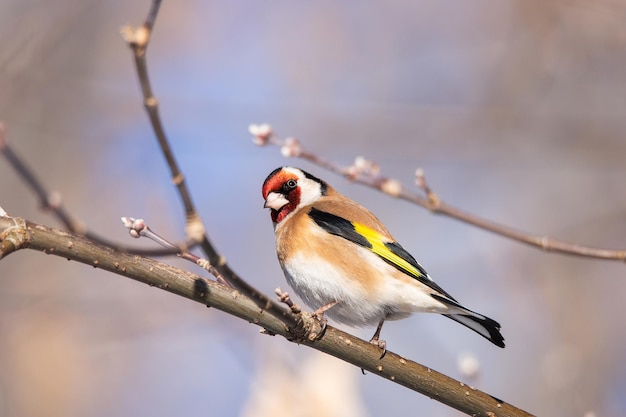 Szczygieł Carduelis Carduelis Siedzący Na Drewnianej Okoni Z Rozmytym Naturalnym Tłem