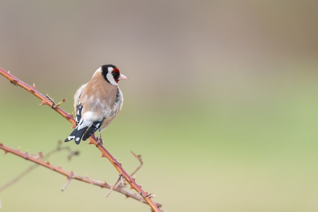 Szczygieł, Carduelis Carduelis Siedzi Na Patyku.