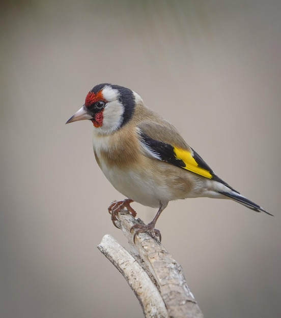 Szczygieł Carduelis Carduelis