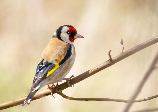 Szczygieł europejski Carduelis carduelis Ptak siedzi na gałęzi na pięknym tle