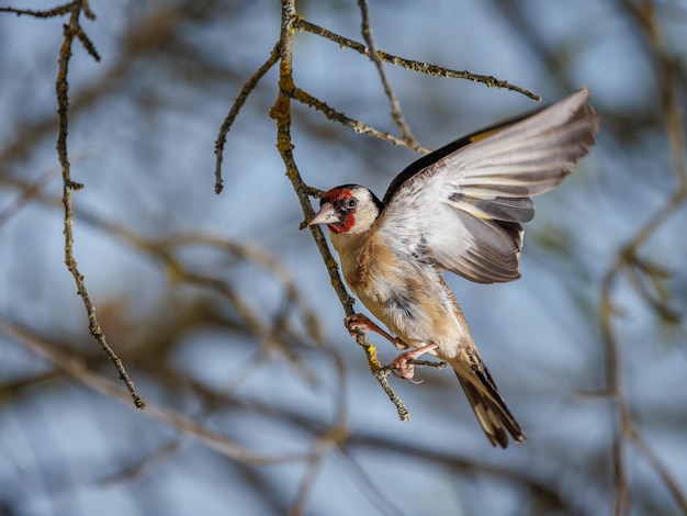 Szczygieł Europejski. (carduelis Carduelis). Ptak W Swoim Naturalnym środowisku.