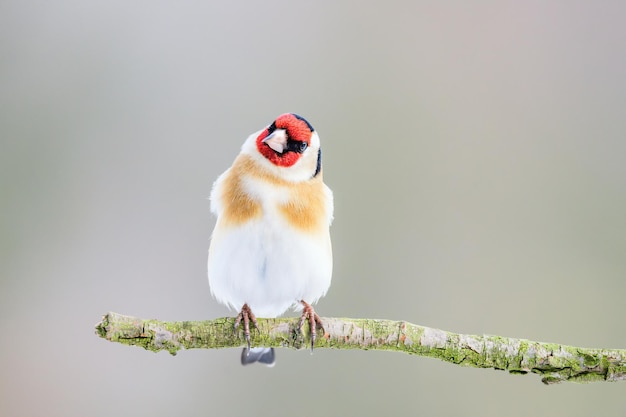 Szczygieł europejski, Carduelis carduelis, uroczy mały kolorowy ptak siedzący na Boże Narodzenie, jedzący i obserwujący otoczenie